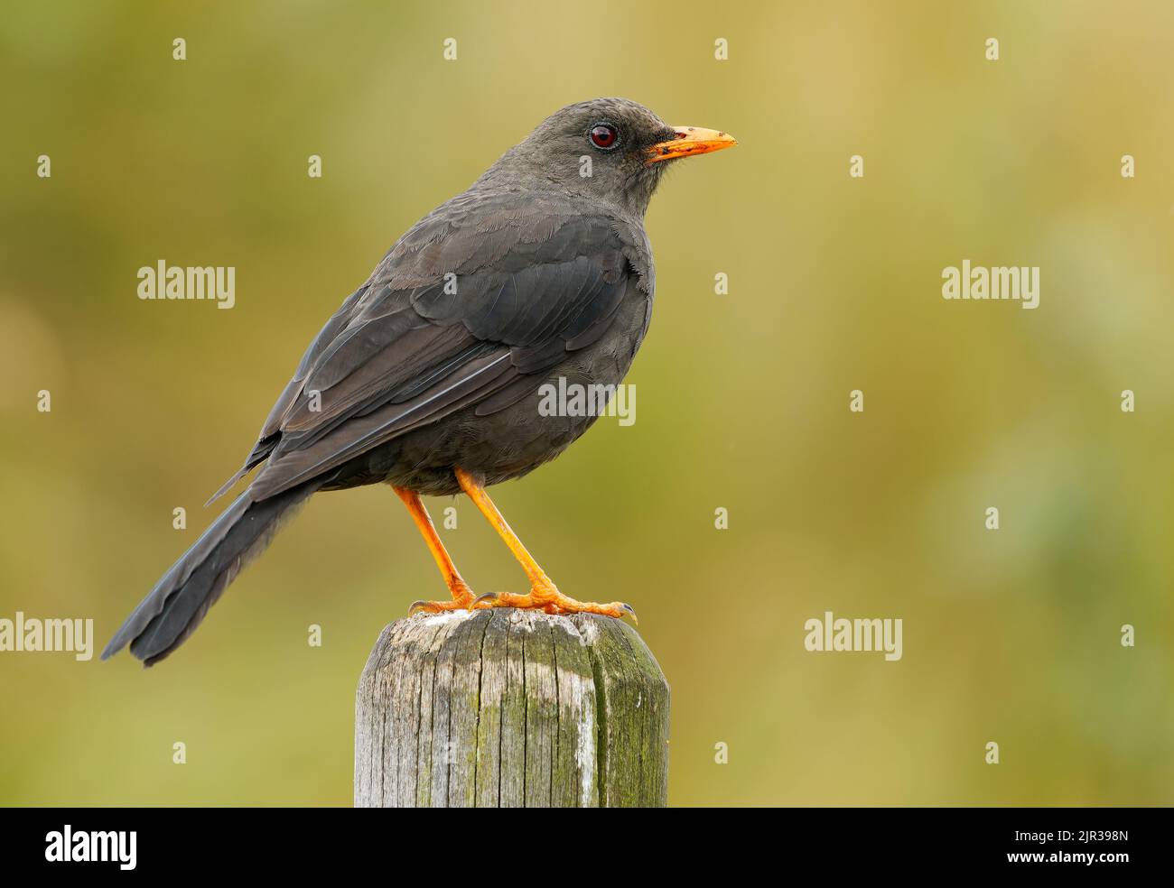 Grande Thrush - Turdus fusapprovvigionare uccello in Turdidae trovato in Sud America, abita subtropicale o tropicale foreste montane umide e arbusto ad alta quota Foto Stock