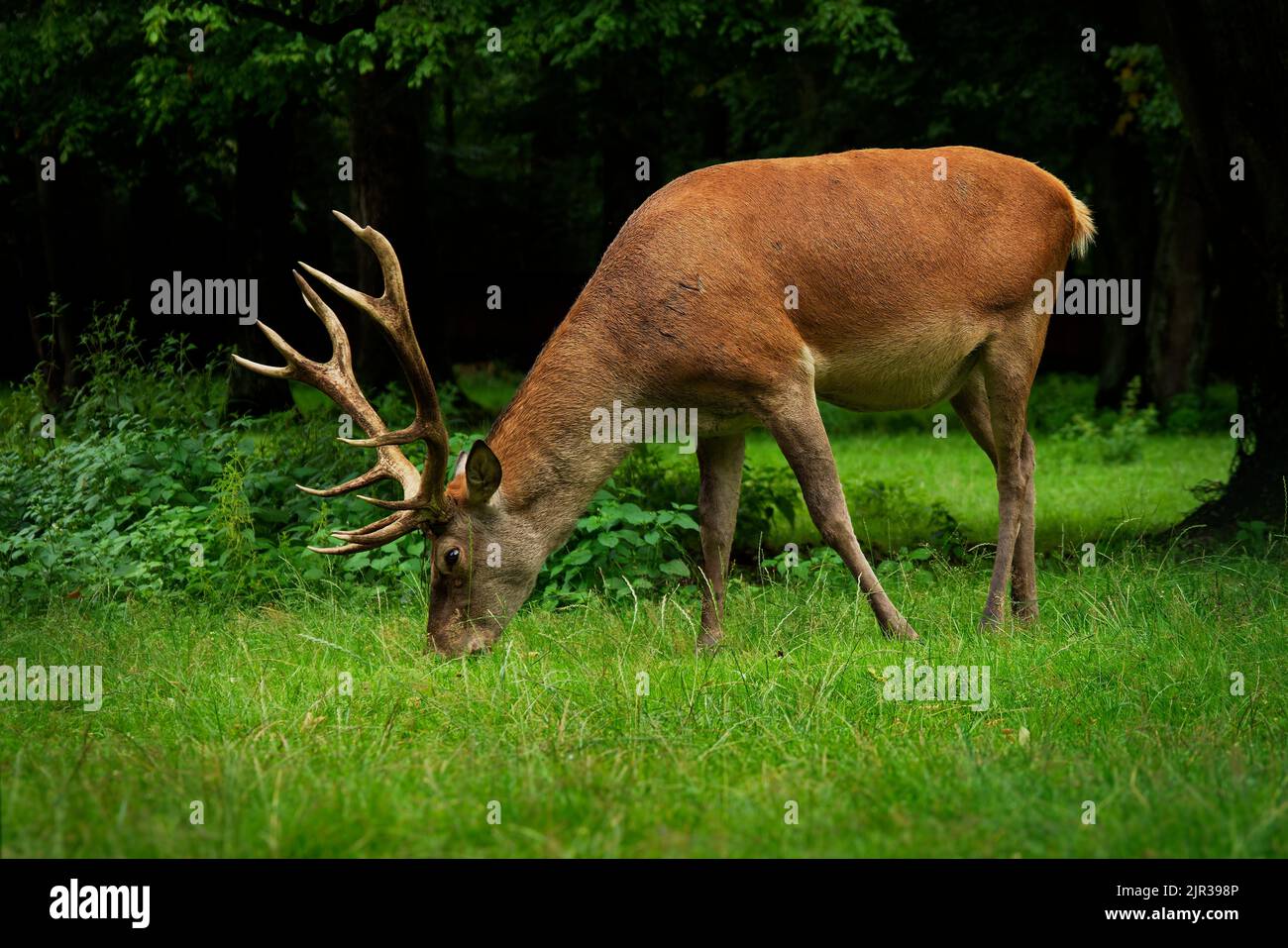 Cervo rosso - Cervus elaphus una delle più grandi specie di cervo, il cervo rosso maschio è chiamato un cervo o hart e una femmina è chiamata una cotenna. Il maschio sta pascolando sulla th Foto Stock