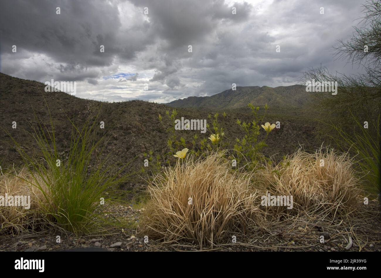 Grandi fiori gialli e erbe secche dorate in primo piano delle montagne di Santa Catalina e delle nuvole lungo l'autostrada Catalina del Monte Lemmon Foto Stock