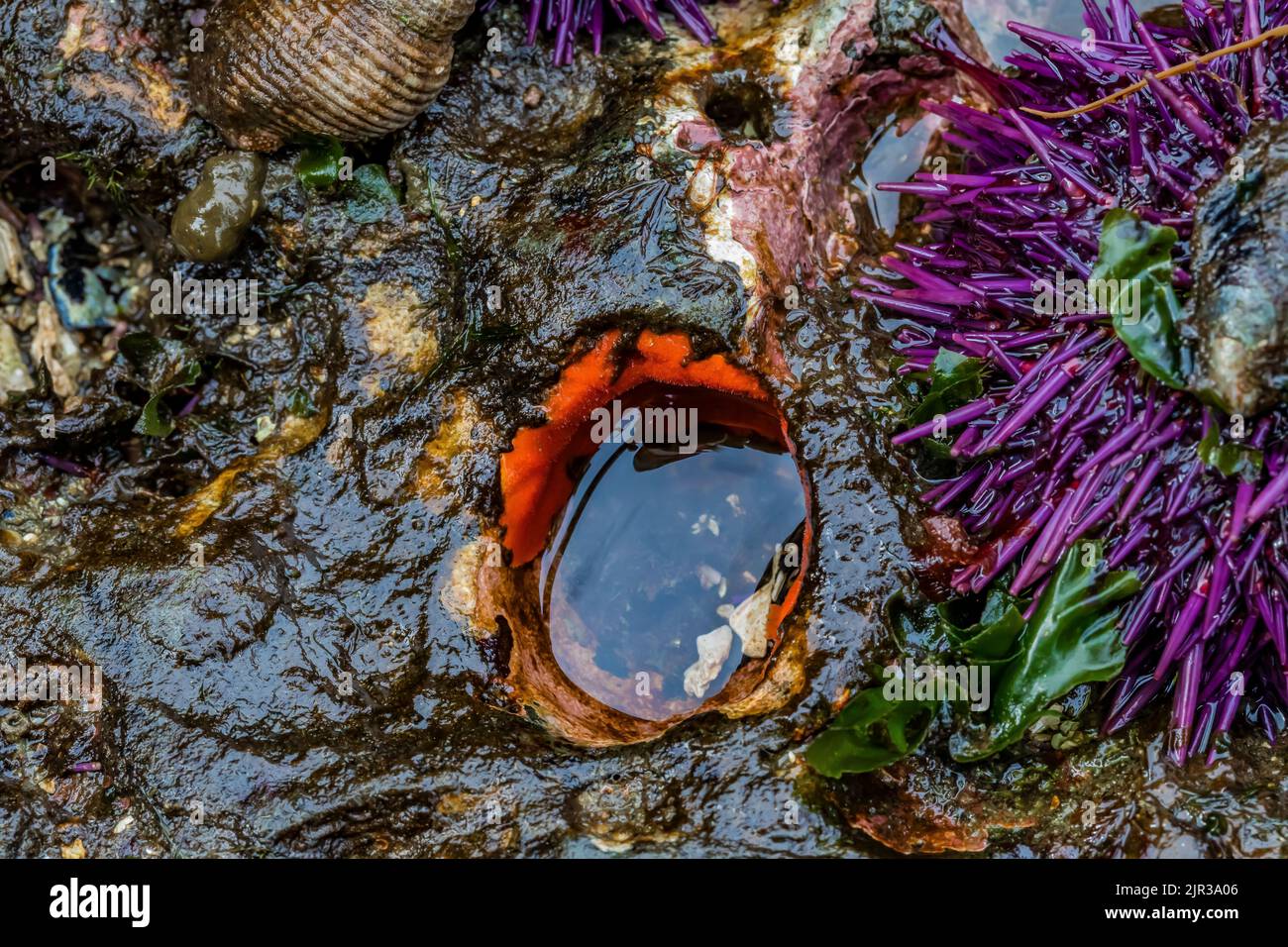 Orchina di mare viola con spugna rossa vellutata (probabilmente) a Tongue Point nella zona ricreativa di Salt Creek lungo lo stretto di Juan de Fuca, penisola olimpica Foto Stock