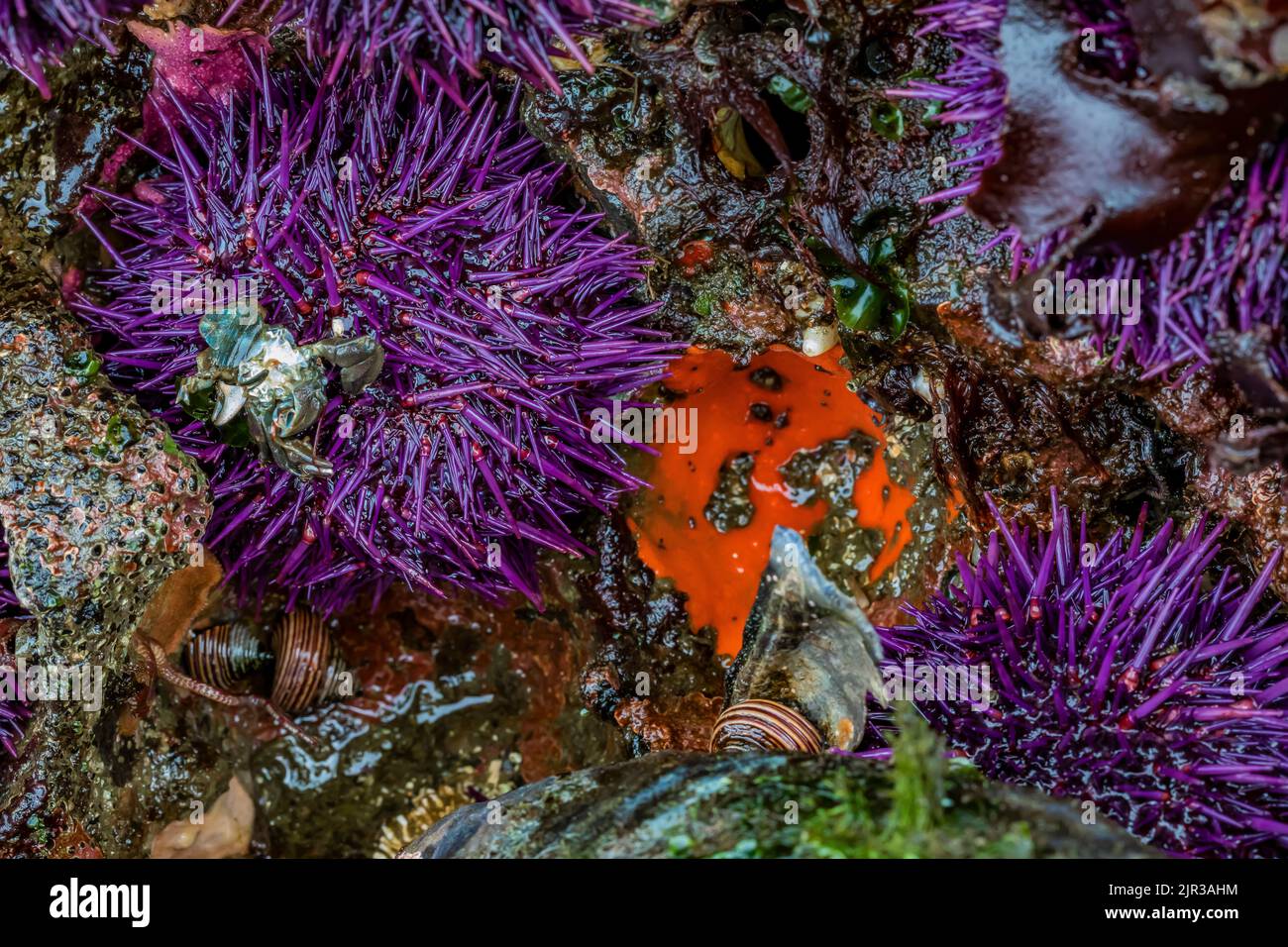Orchina di mare viola con spugna rossa vellutata a Tongue Point nell'area ricreativa di Salt Creek lungo lo stretto di Juan de Fuca, penisola olimpica, Washingto Foto Stock