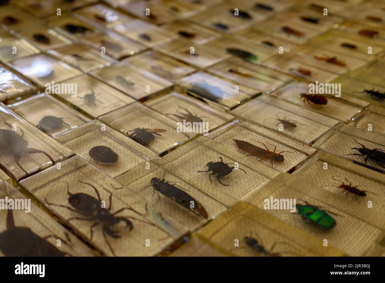 Un primo piano di vari insetti in un contenitore di vetro in un mercato delle pulci a Parigi, Francia Foto Stock