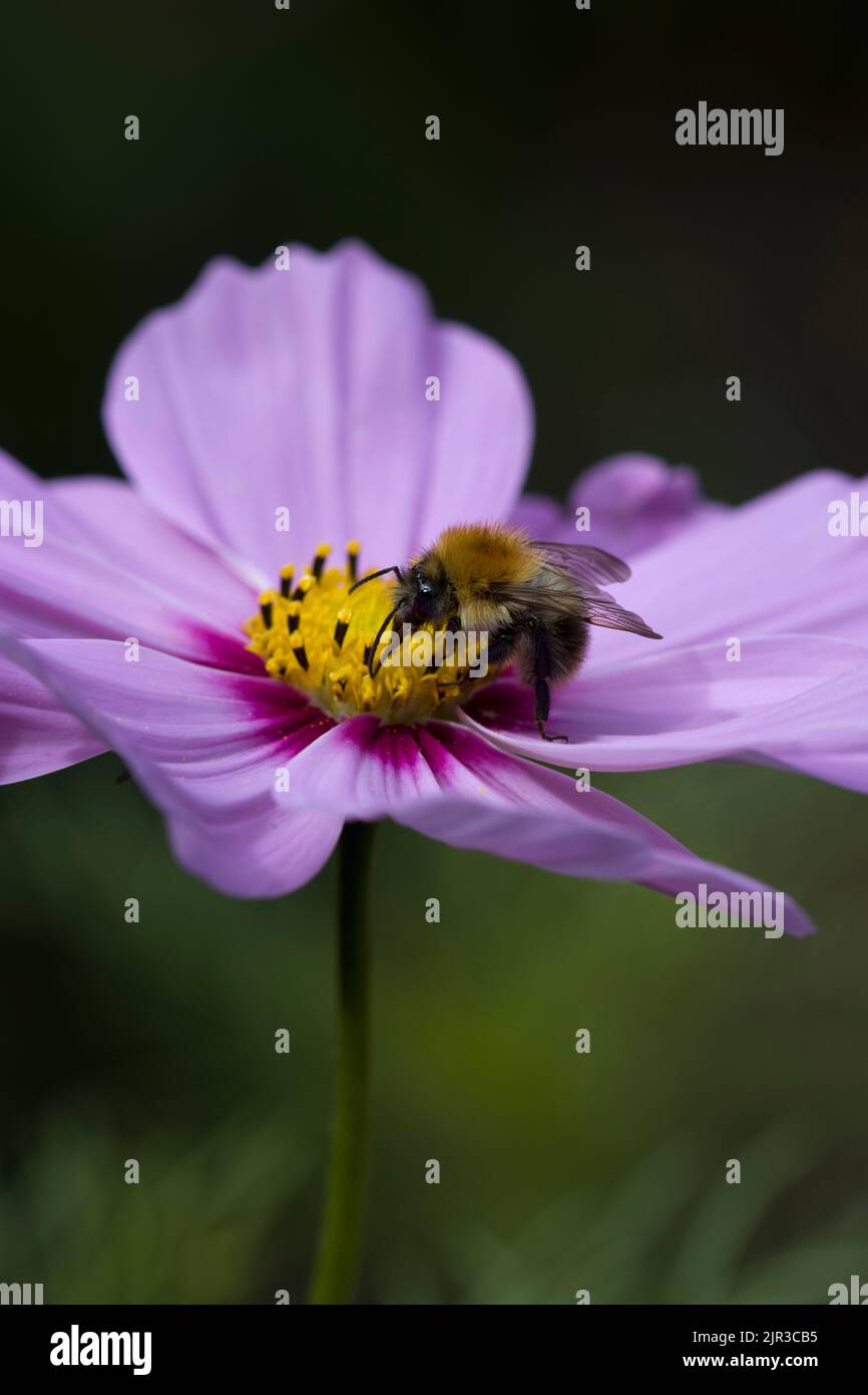 Albero Bumblebee Bombus Hypnorum sul Cosmo Rosa Daisy Foto Stock
