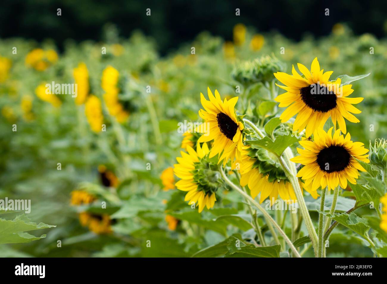 Girasoli luminosi che fioriscono sulla fattoria prato in autunno nessuno Foto Stock