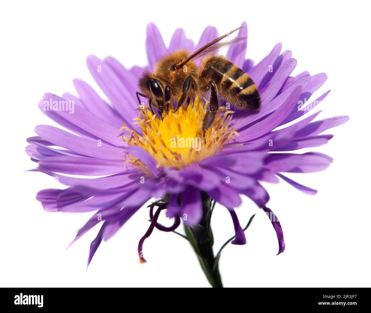 Particolare di ape o di ape in latino Apis mellifera, europeo o occidentale ape di miele seduta sul fiore viola isolato su sfondo bianco, oro hon Foto Stock