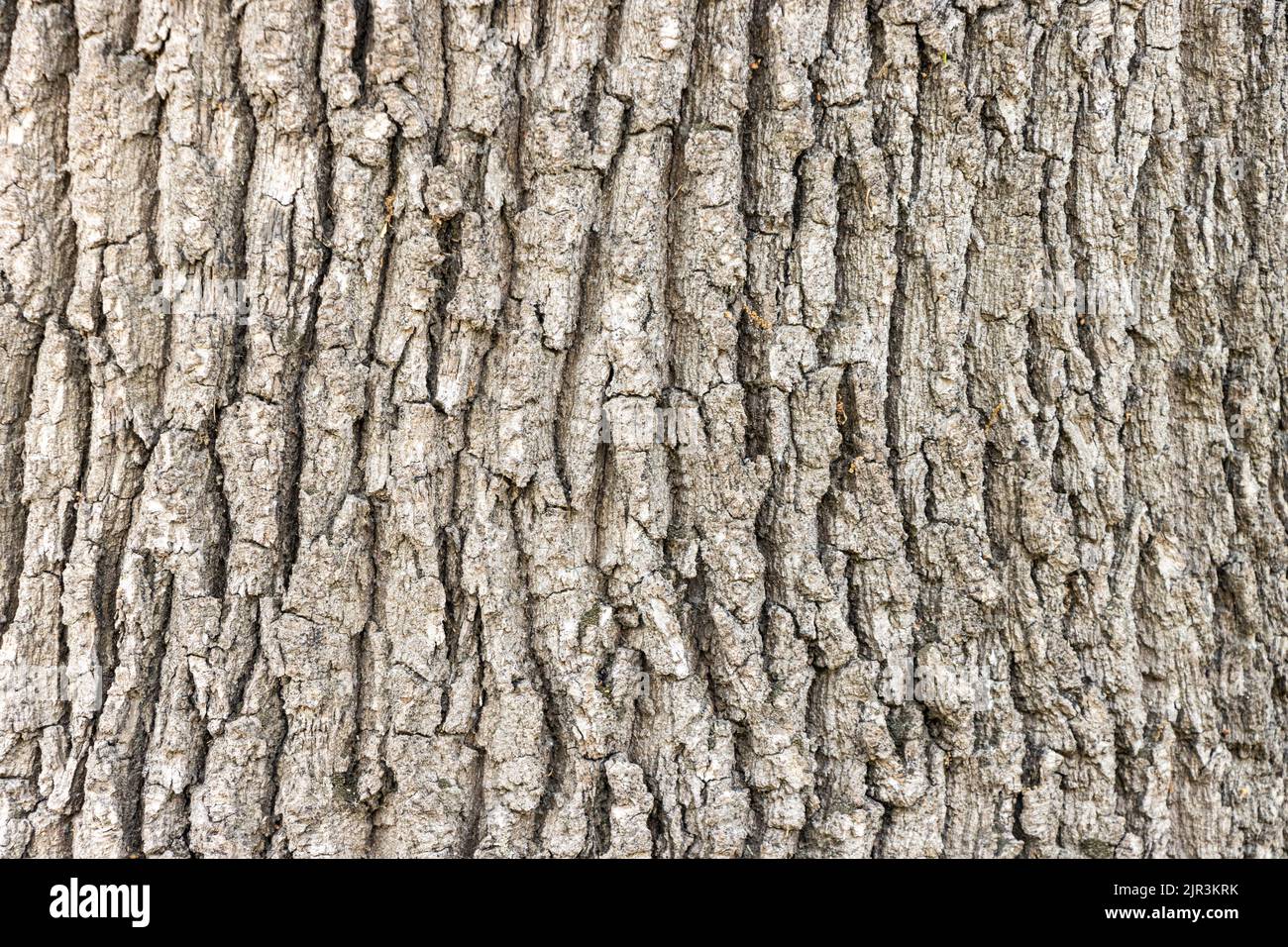 Corteccia di uno sfondo di struttura di albero Foto Stock