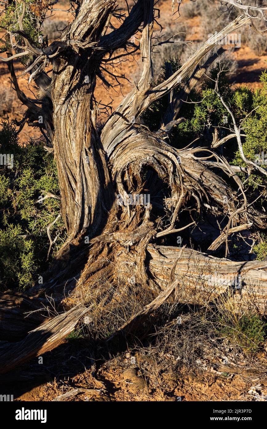 Tronco del ginepro dello Utah (Juniperus osteosperma), Arches National Park, Utah Foto Stock