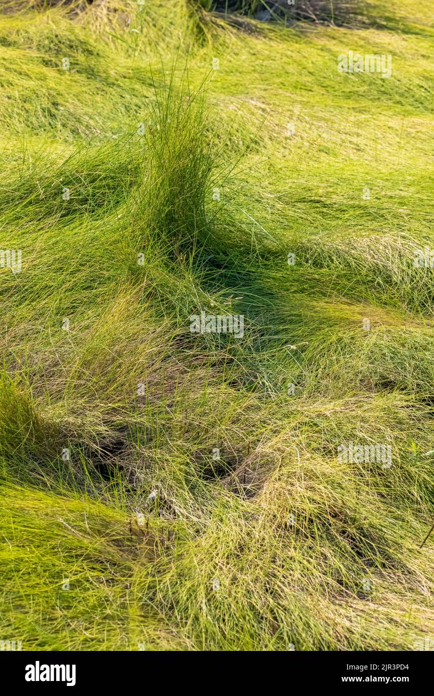 Tufts of Grass, Woodland Beach Wildlife area, Kent County, Delaware Foto Stock