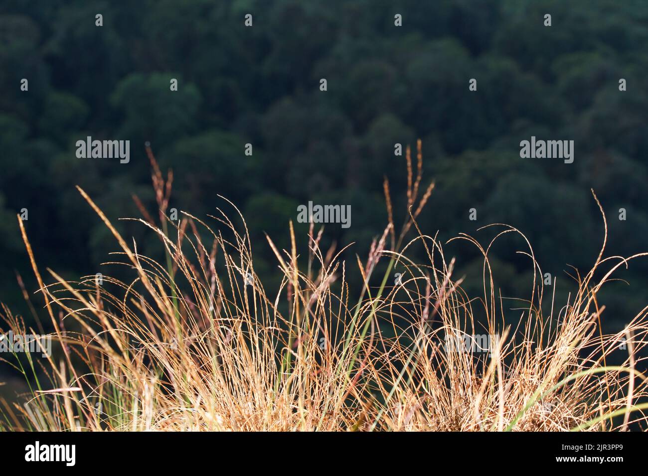 La luce diretta fa crescere l'erba Foto Stock