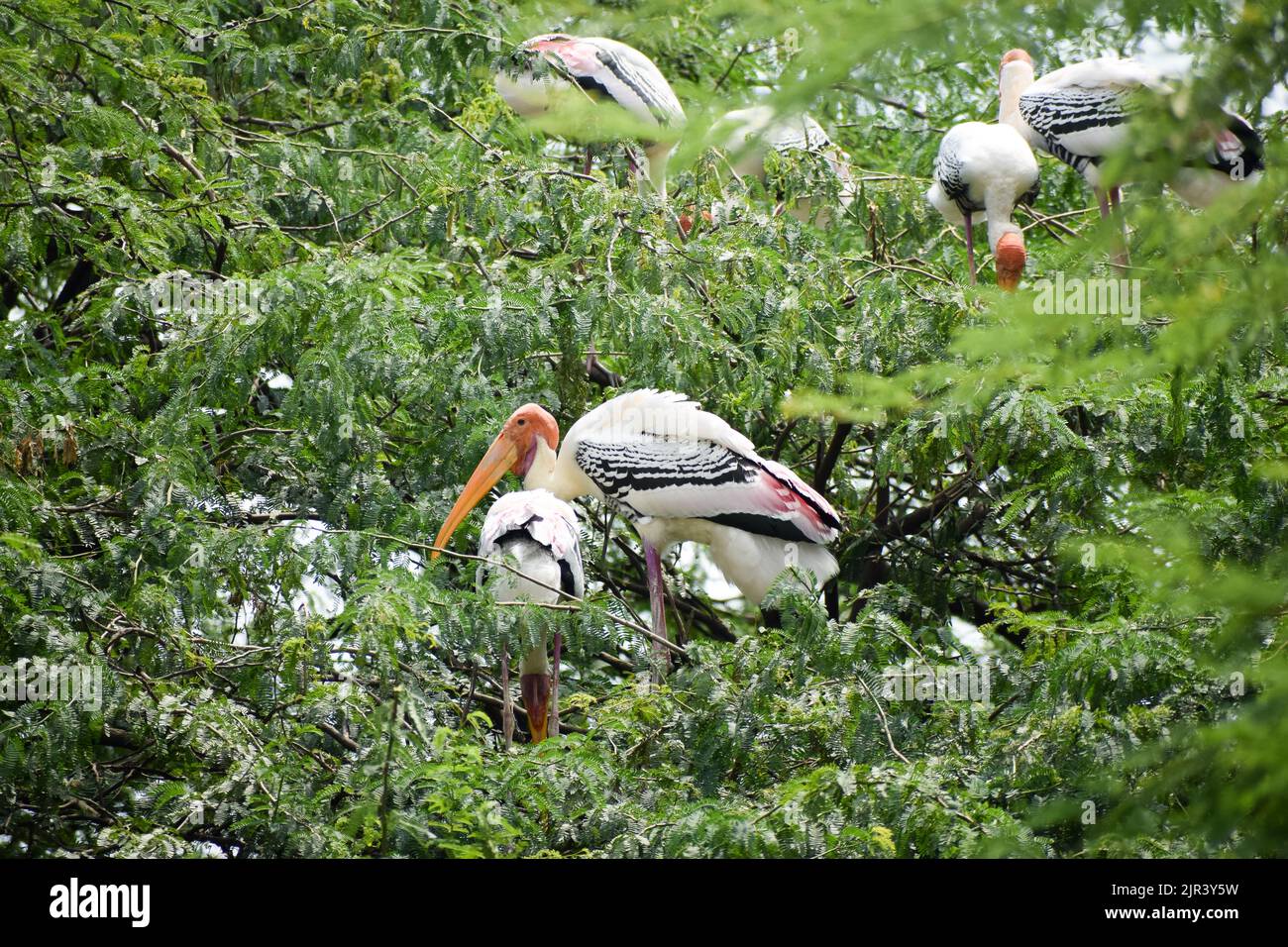 Il gregge di cicogne dipinte che sono uccelli migratori stanno prendendo il resto allo zoo di Nuova Delhi in India Foto Stock