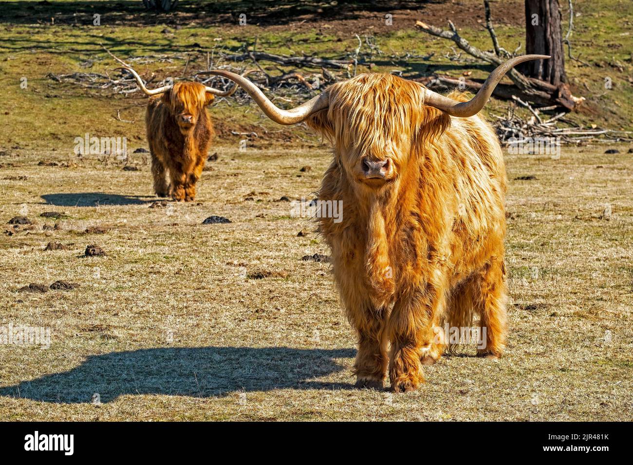Bestiame delle Highland in una fattoria di allevamento a Tarraleah nel paese alto della Tasmania Foto Stock