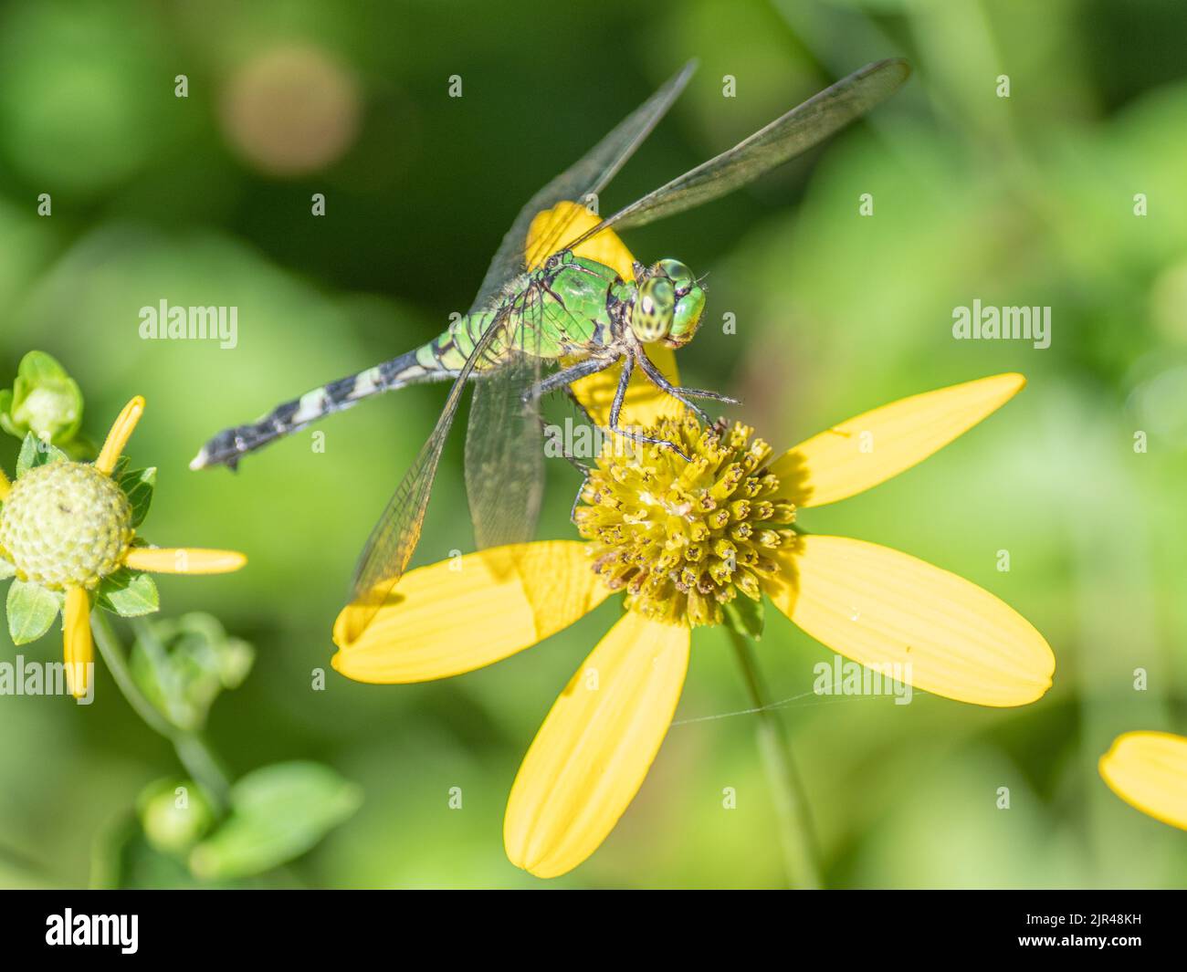 Libellula verde su un fiore giallo. Foto Stock