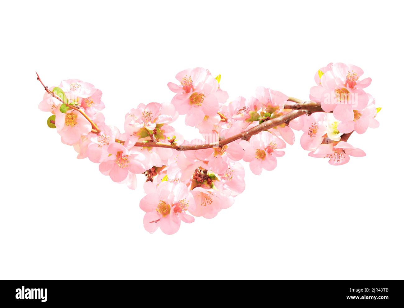 Bellissimi fiori delicati rosa e bianchi delicati Immagini senza sfondo e  Foto Stock ritagliate - Pagina 2 - Alamy