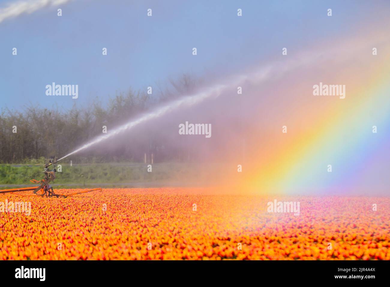 Julianadorp, Paesi Bassi - 20 aprile 2020. Un impianto sprinkler irriga i campi di tulipani fioriti nei pressi di Julianadorp, Olanda. Foto Stock