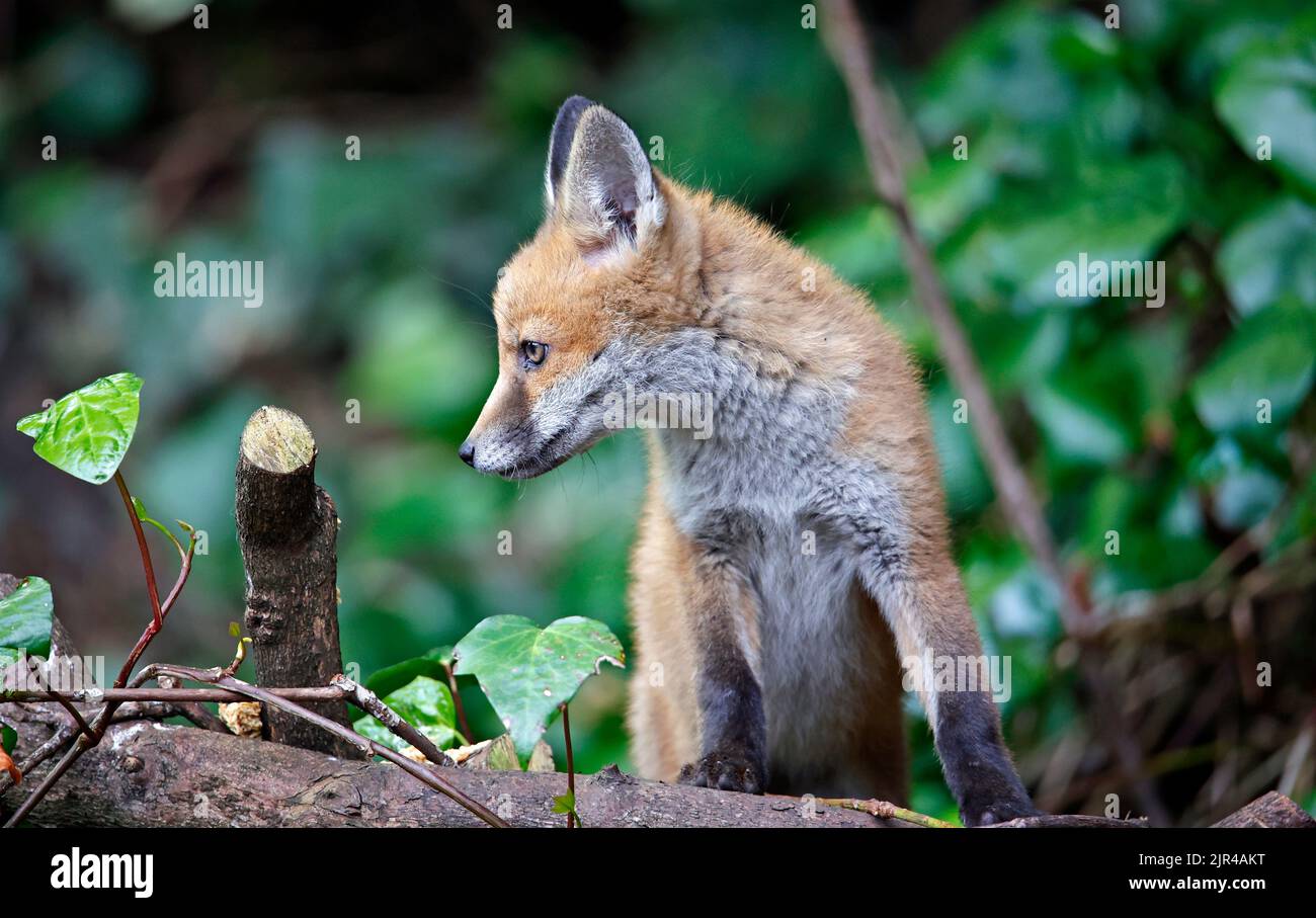 Cucciolo di volpe che emerge dalla tana in fondo al giardino Foto Stock