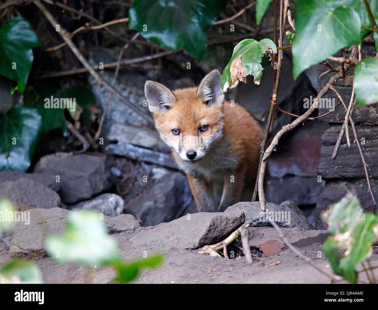 Cucciolo di volpe che emerge dalla tana in fondo al giardino Foto Stock