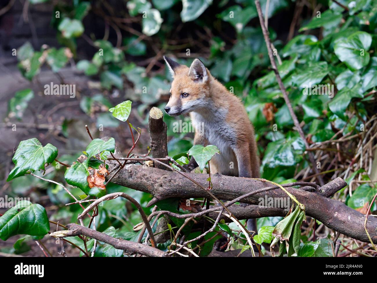 Cucciolo di volpe che emerge dalla tana in fondo al giardino Foto Stock