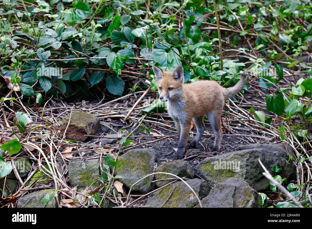 Cucciolo di volpe che emerge dalla tana in fondo al giardino Foto Stock