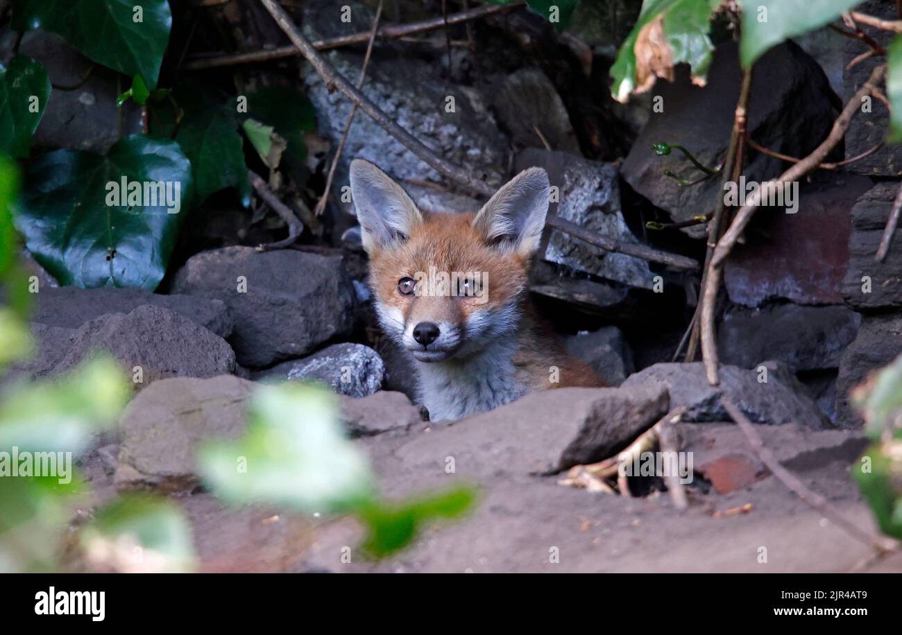Cucciolo di volpe che emerge dalla tana in fondo al giardino Foto Stock