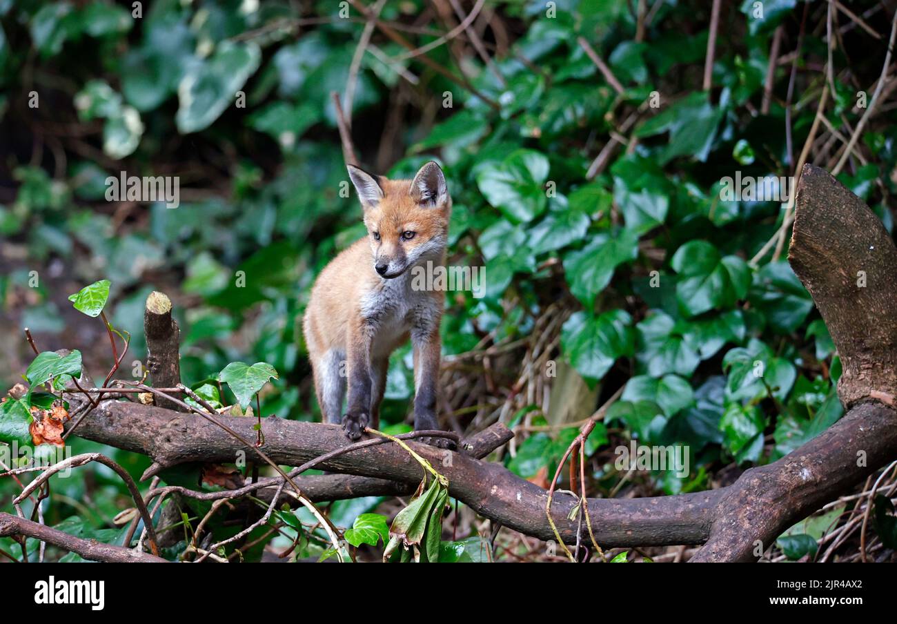 Cucciolo di volpe che emerge dalla tana in fondo al giardino Foto Stock