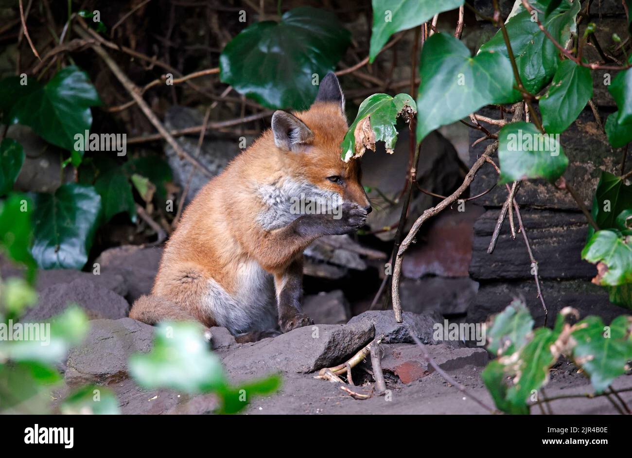 Cucciolo di volpe che emerge dalla tana in fondo al giardino Foto Stock