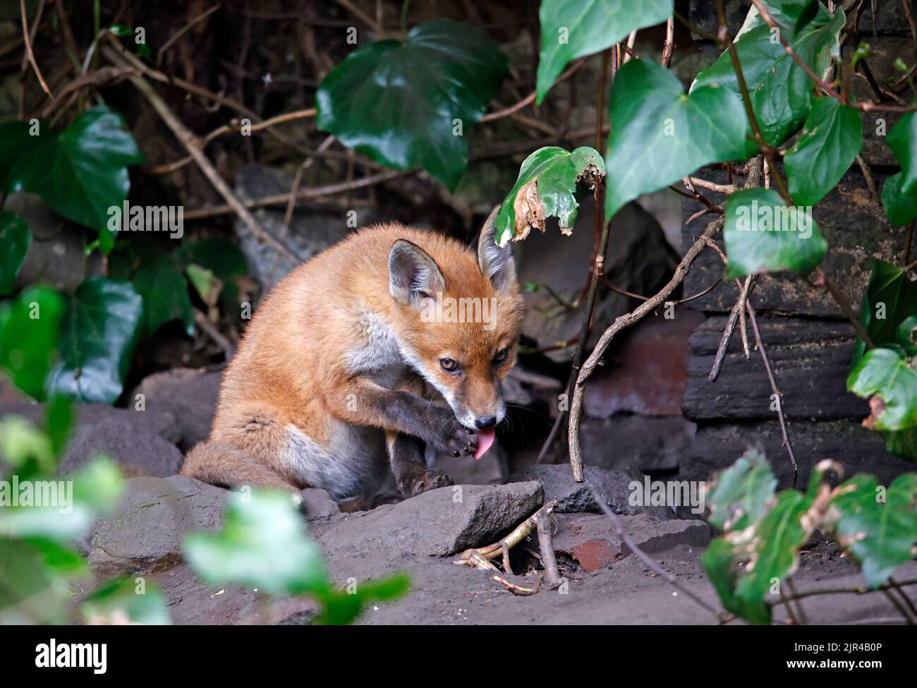 Cucciolo di volpe che emerge dalla tana in fondo al giardino Foto Stock