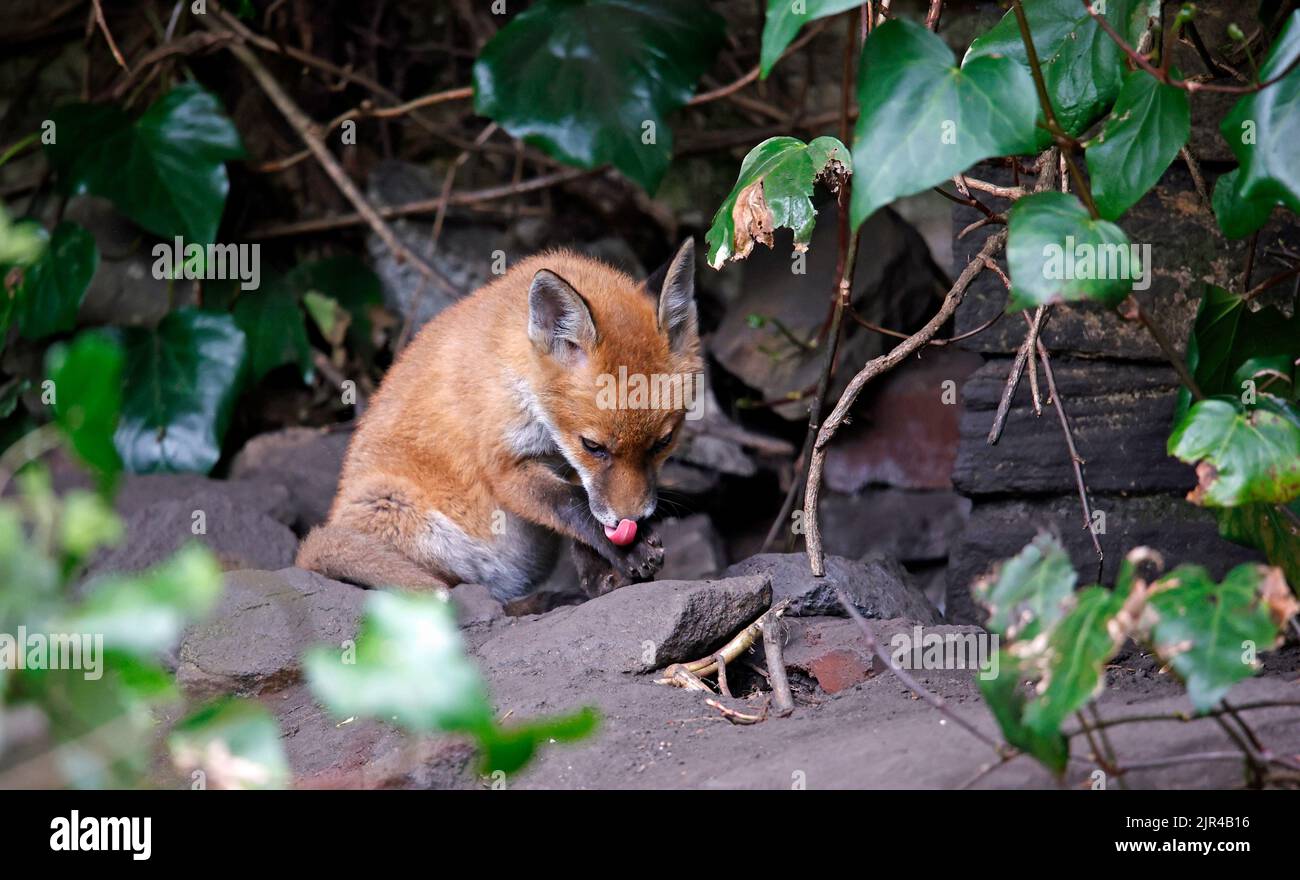 Cucciolo di volpe che emerge dalla tana in fondo al giardino Foto Stock
