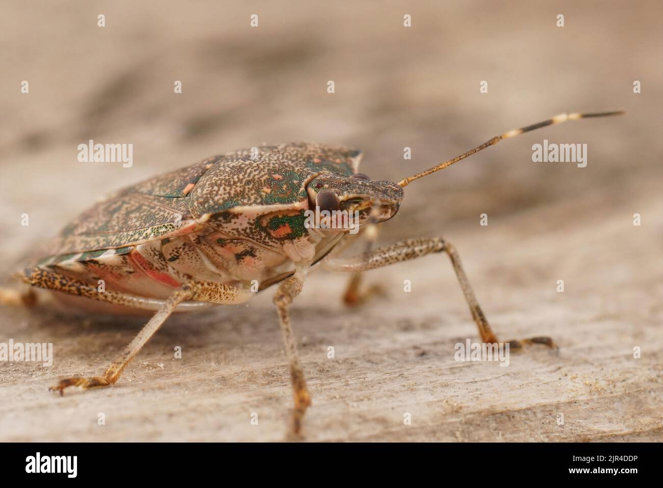 Dettaglio del primo piano su uno schermo pentatomico mediterraneo marrone adulto, Halyomorfa halys seduta su legno Foto Stock