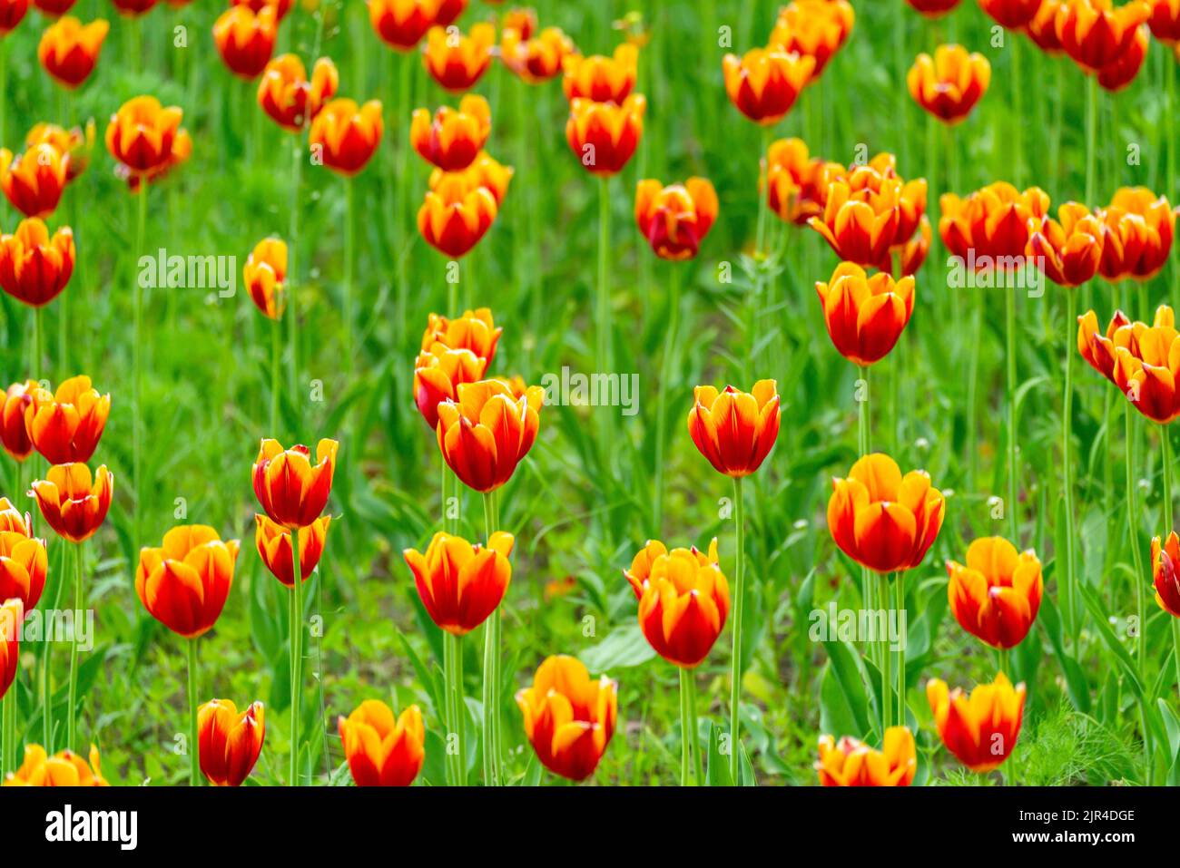 I bellissimi tulipani fioriti in un campo verde Foto Stock