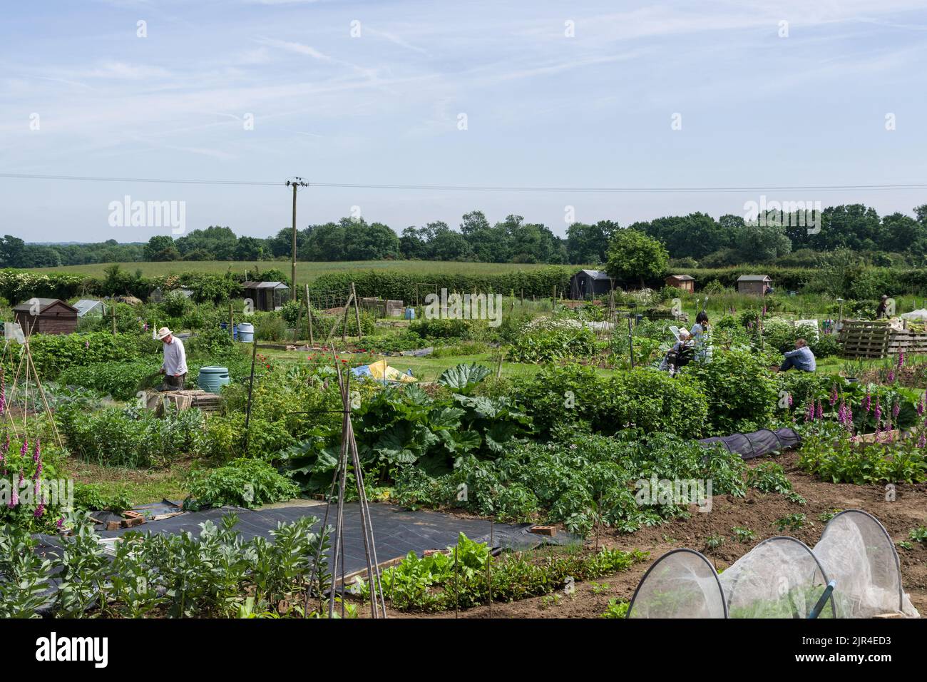 Allotments che si affaccia aperta campagna ai margini del villaggio di Gayton, Northamptonshire, Regno Unito Foto Stock