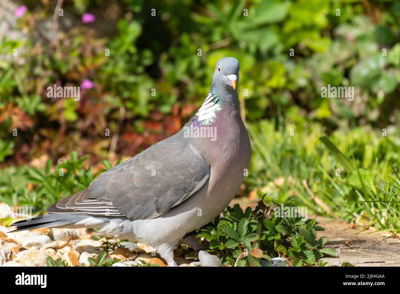 Woodpicceon al sole, Columba Palumbus, piccione di legno Foto Stock