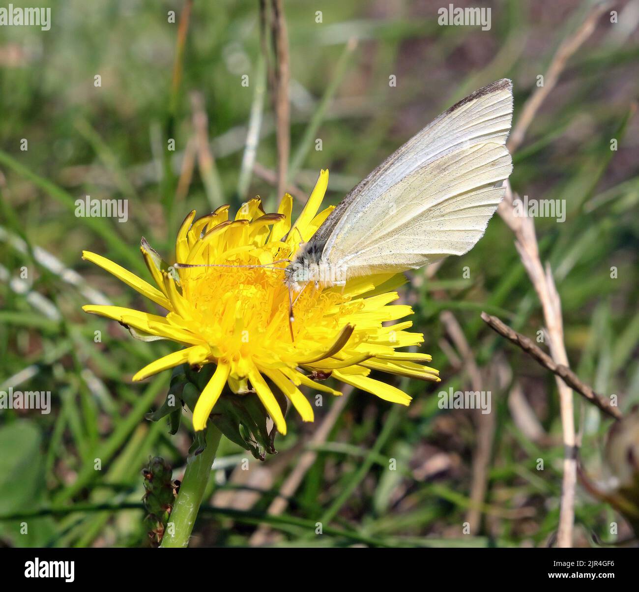 Una farfalla bianca grande (o cavolo) (Pieris Brassicae) che si nutrono di nettare da un fiore di dente di leone. Foto Stock