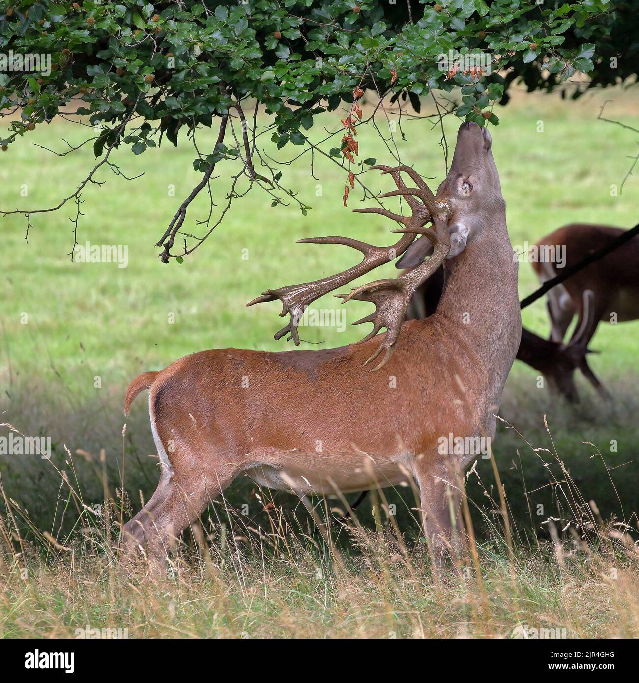 Cervo rosso (Cervus Elahus) Pag Foto Stock