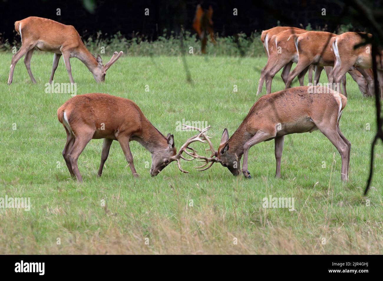 Cervo rosso (Cervus Elahus) Pag Foto Stock