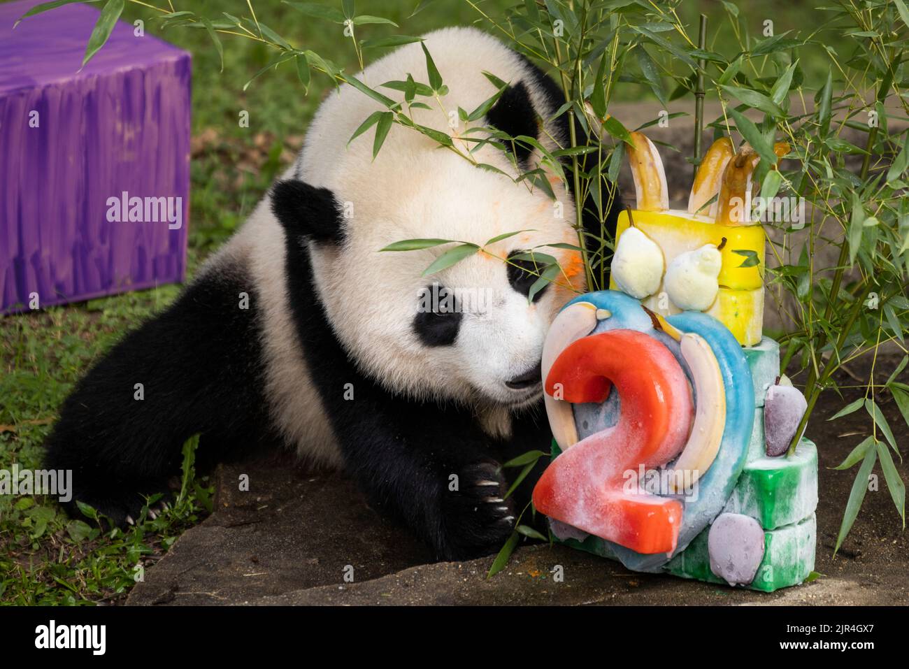 Washington, Stati Uniti. 21st ago, 2022. Il cucciolo di panda gigante Xiao Qi Ji è visto allo Smithsonian's National Zoo di Washington, DC, Stati Uniti, 21 agosto 2022. Xiao Qi Ji ha festeggiato il suo secondo compleanno allo Smithsonian's National Zoo di Washington, DC la domenica. I custodi hanno preparato una torta con succhi di mela e ananas congelati e diluiti per il cucciolo carino, e l'hanno decorata con un '2' rosso così come le prelibatezze preferite del cucciolo -- patate dolci, mela, carota, pera, canna da zucchero, banana, e bambù. Credit: Notizie dal vivo di Aaron Schwartz/Xinhua/Alamy Foto Stock