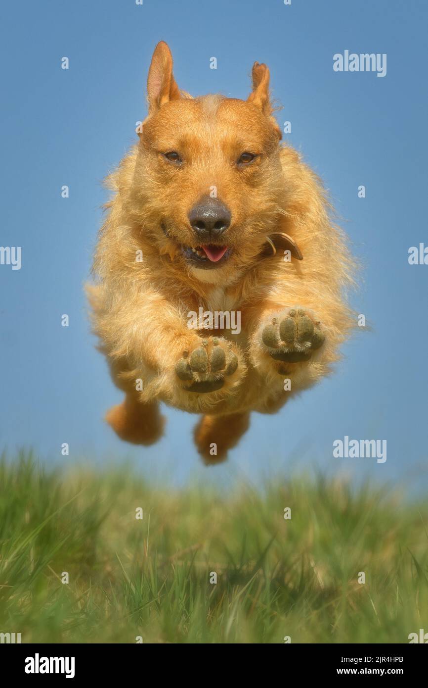 Hund springt auf einer Wiese Foto Stock