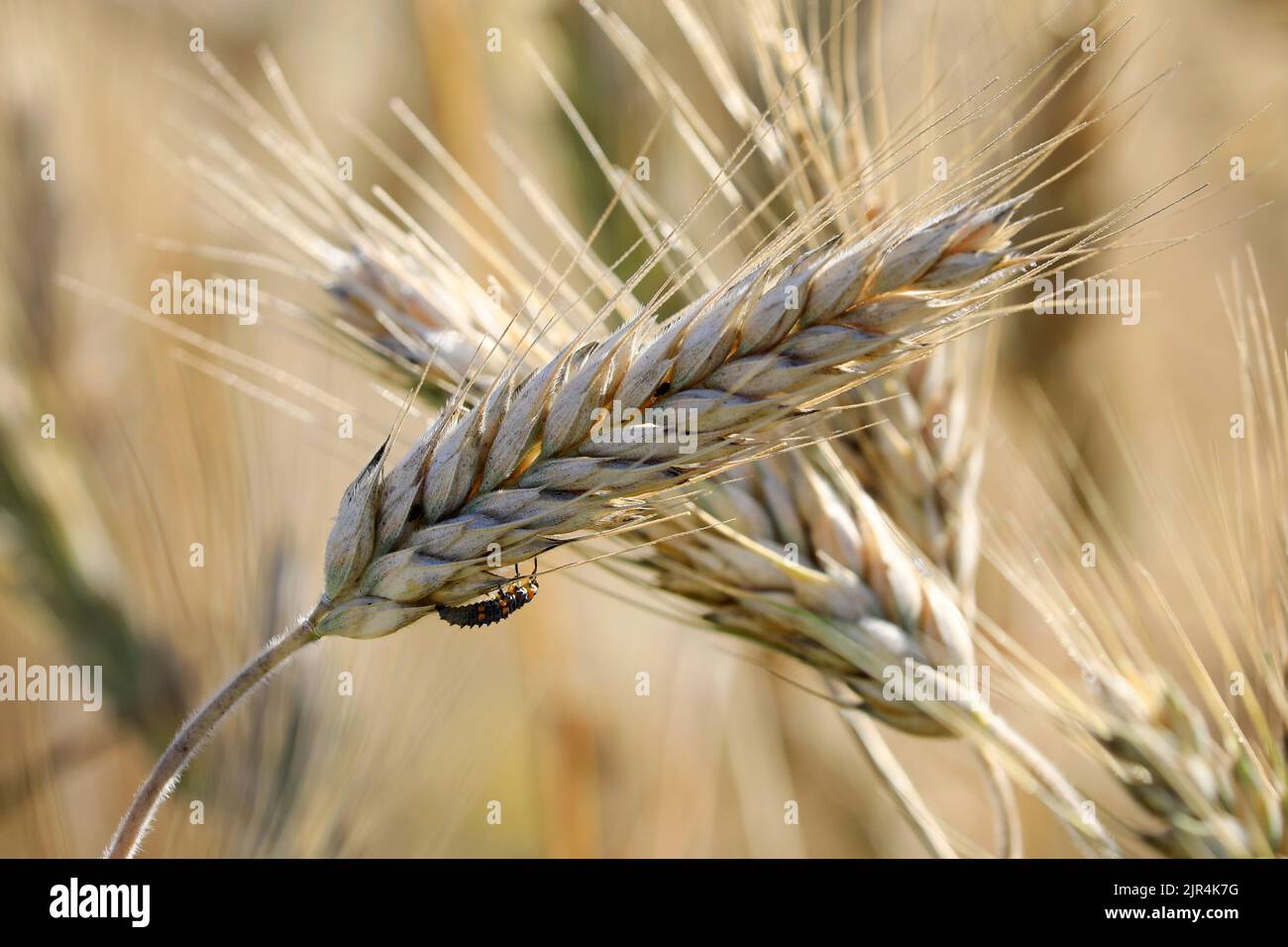 Orzo che soffre danni di peste da afidi, che prosperano nel calore e nella siccità. Il benefico Coccinella settempunctata, qui come larva, si nutrono di afidi. Foto Stock