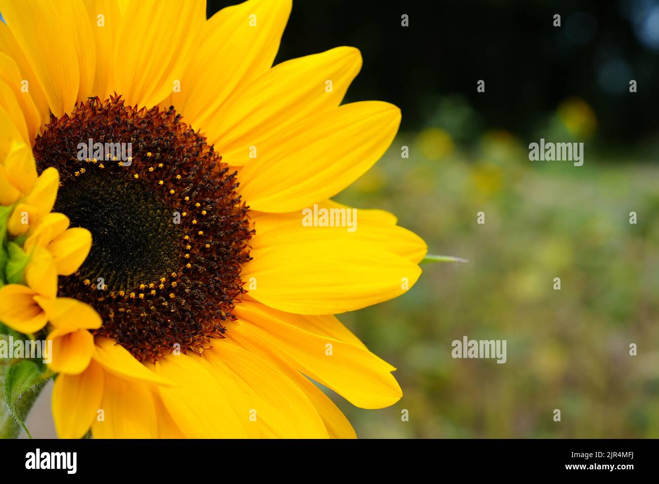 primo piano di girasoli. Ape a strisce nere e gialle, ape di miele, girasoli impollinanti da vicino Foto Stock