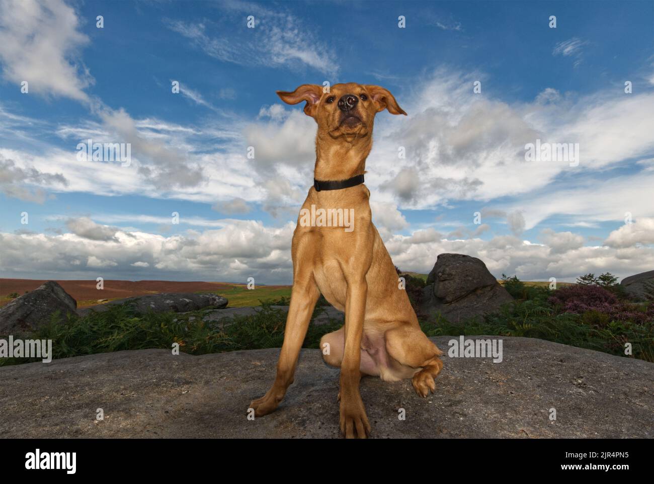 Red Fox Labrador si è seduto sulla roccia gritstone nel Peak District National Park, Inghilterra UK. Foto Stock