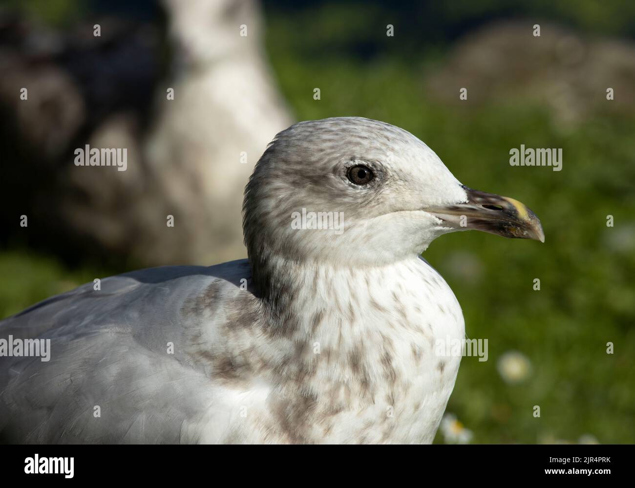 Un gabbiano giovanile di aringa manca del piumaggio bianco brillante e grigio pallido dell'adulto, essendo un marrone più chiazzato nell'apparenza. Foto Stock