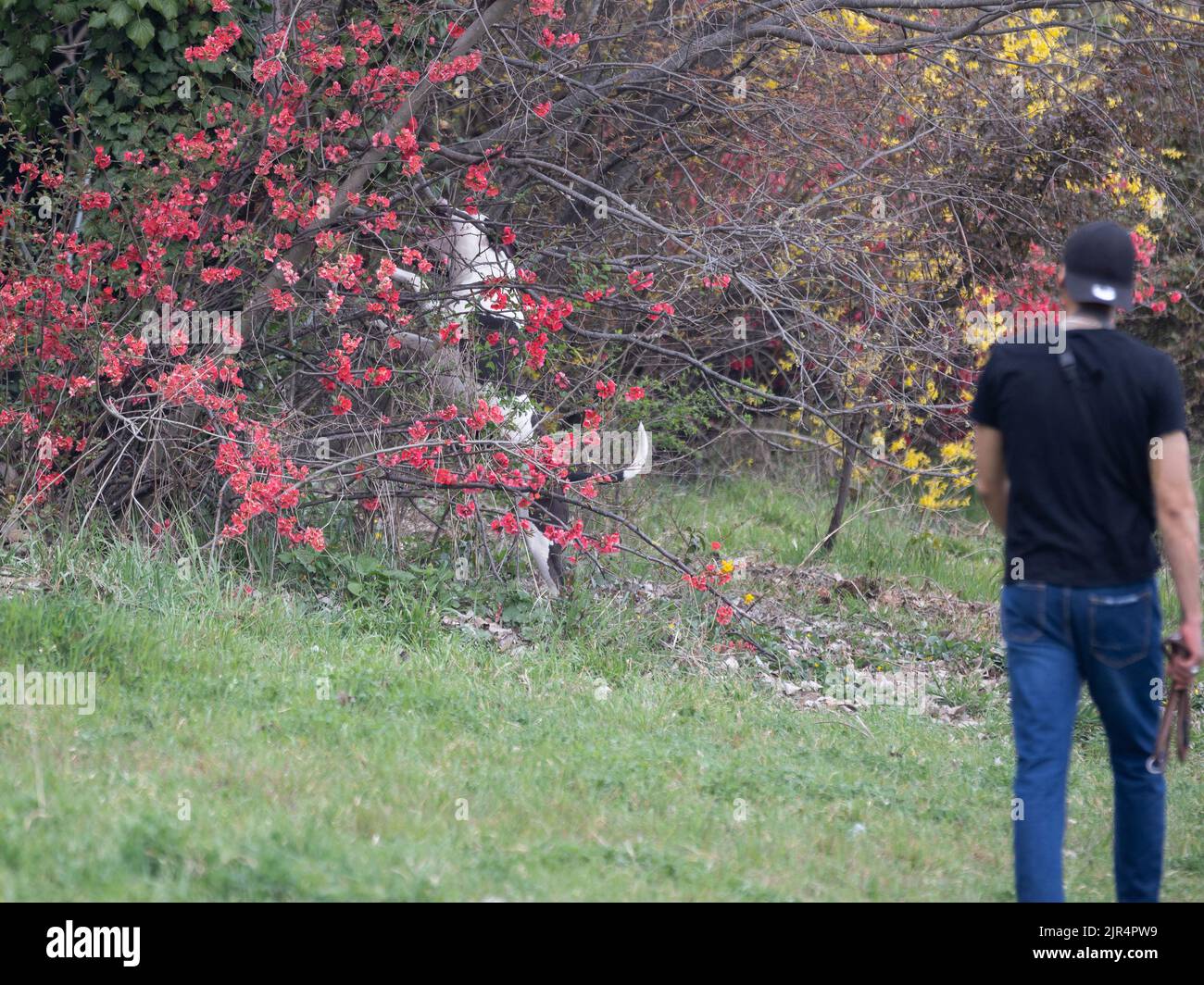 Bianco e nero bull Dog gioco tra i Brambles e cespugli di piante con fiori rossi. Foto Stock
