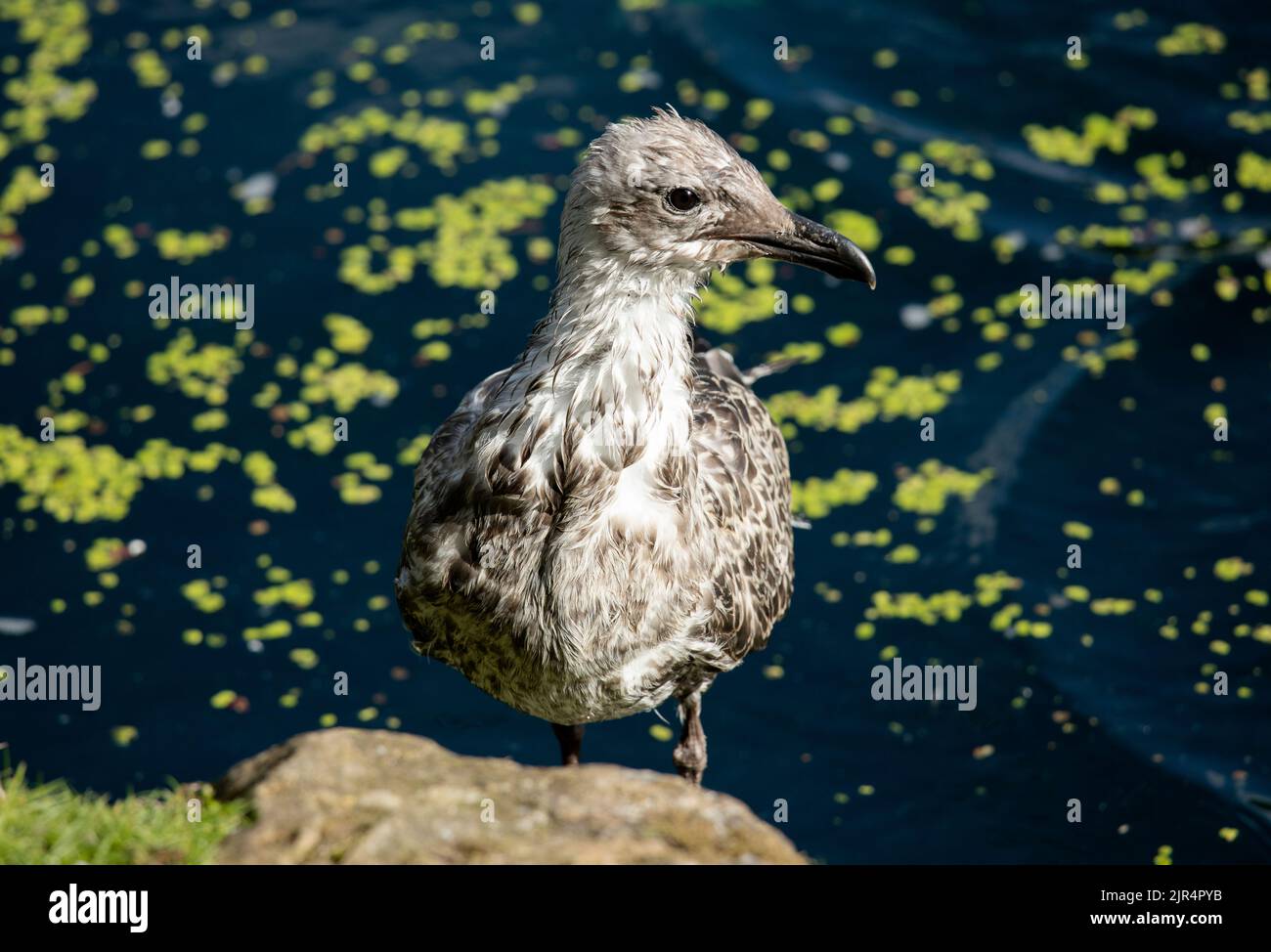 Gabbiani come questo gabbiano giovanile di aringa spesso cercano fisicamente acqua fresca o salmastra per bagnarsi dentro. Questo aiuta a sbarazzarsi del sale nel loro piumaggio. Foto Stock