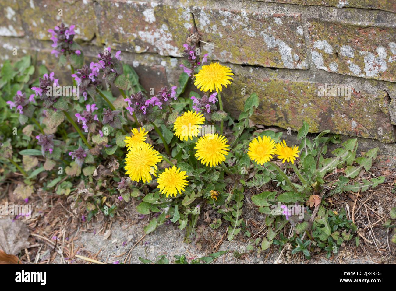 Dente di leone comune (Taraxacum officinale), con ortica rossa morta, Lamium purpurpurpureum, ai piedi di un muro, Germania Foto Stock