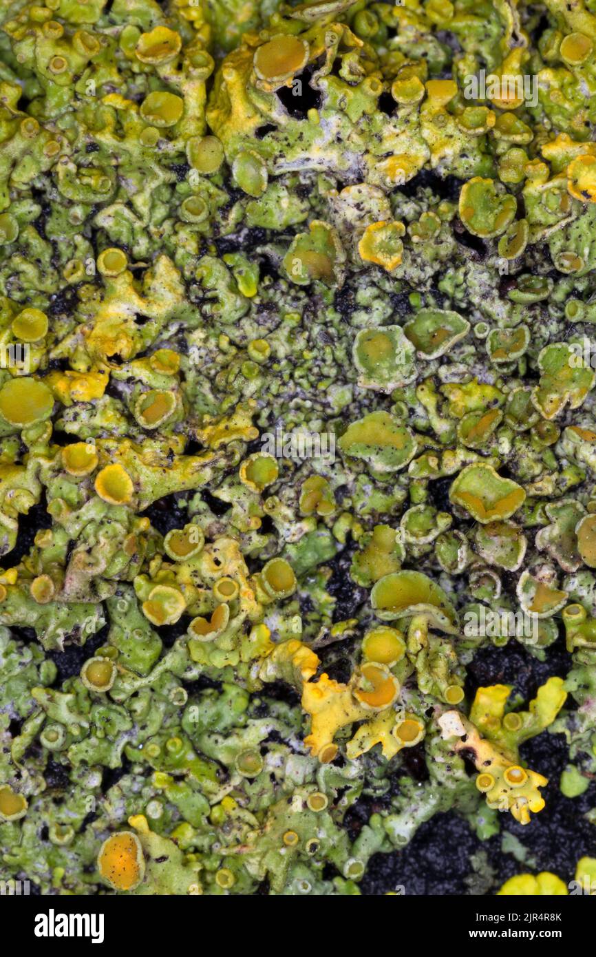 Lichen arancione comune, scala gialla, lichen di sunburst marittimo, lichen di Shore, lichen di scudo dorato (Xanthoria parietina, Parmelia parietina), licheni Foto Stock