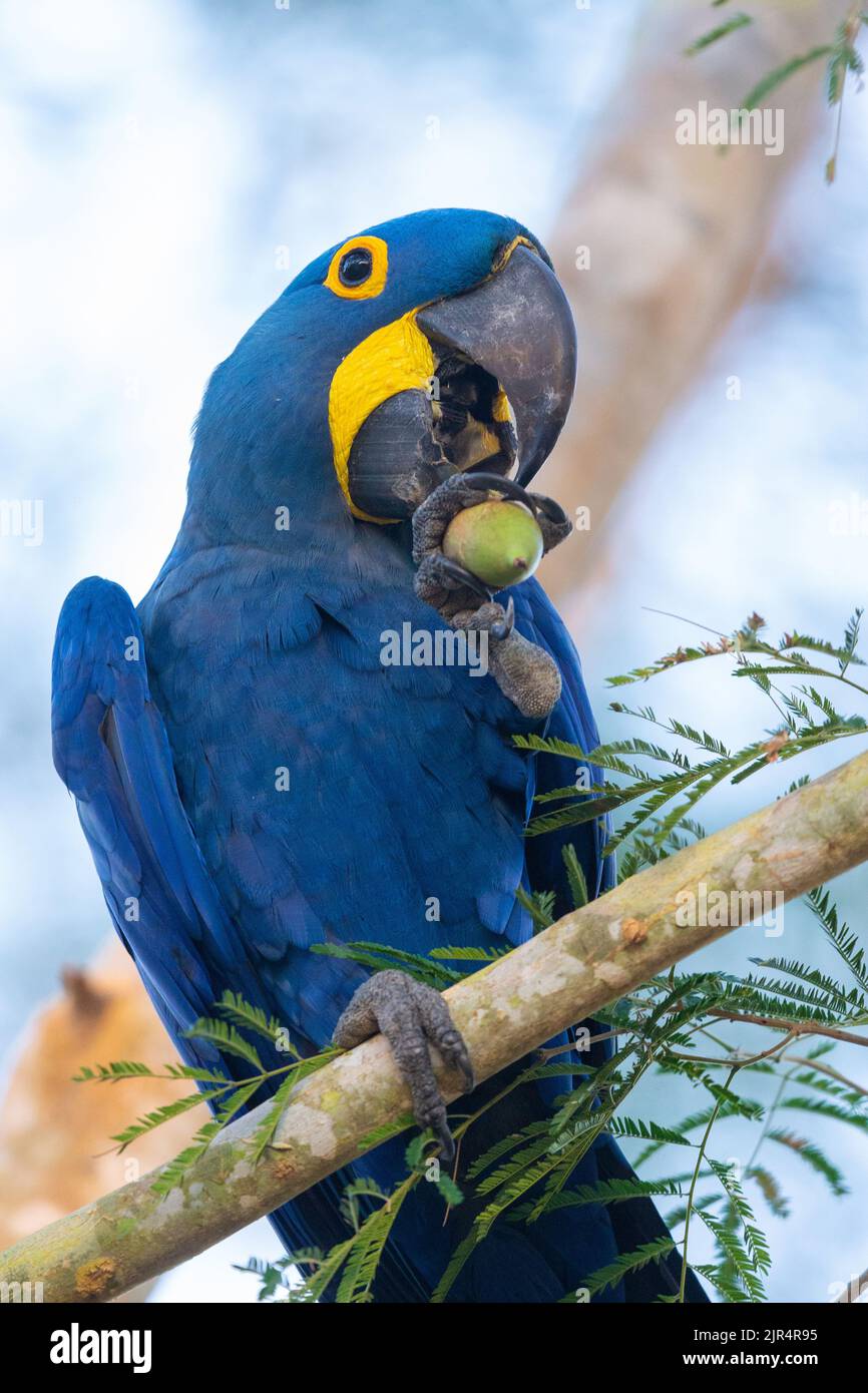Macaw di Hyacinthine, Macaw di Hyacinthine (Anodorhynchus hyacinthinus), arroccato su un'alimentazione di ramo, Brasile, Pantanal Foto Stock