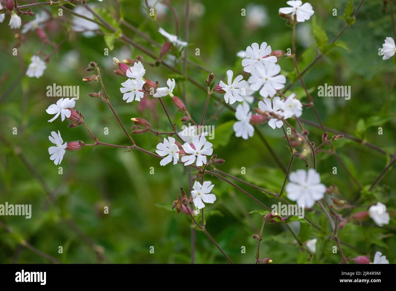 White Campion (Silene latifolia subsp. alba, Silene alba, Silene pratensis Melandrium album), fioritura, Germania Foto Stock