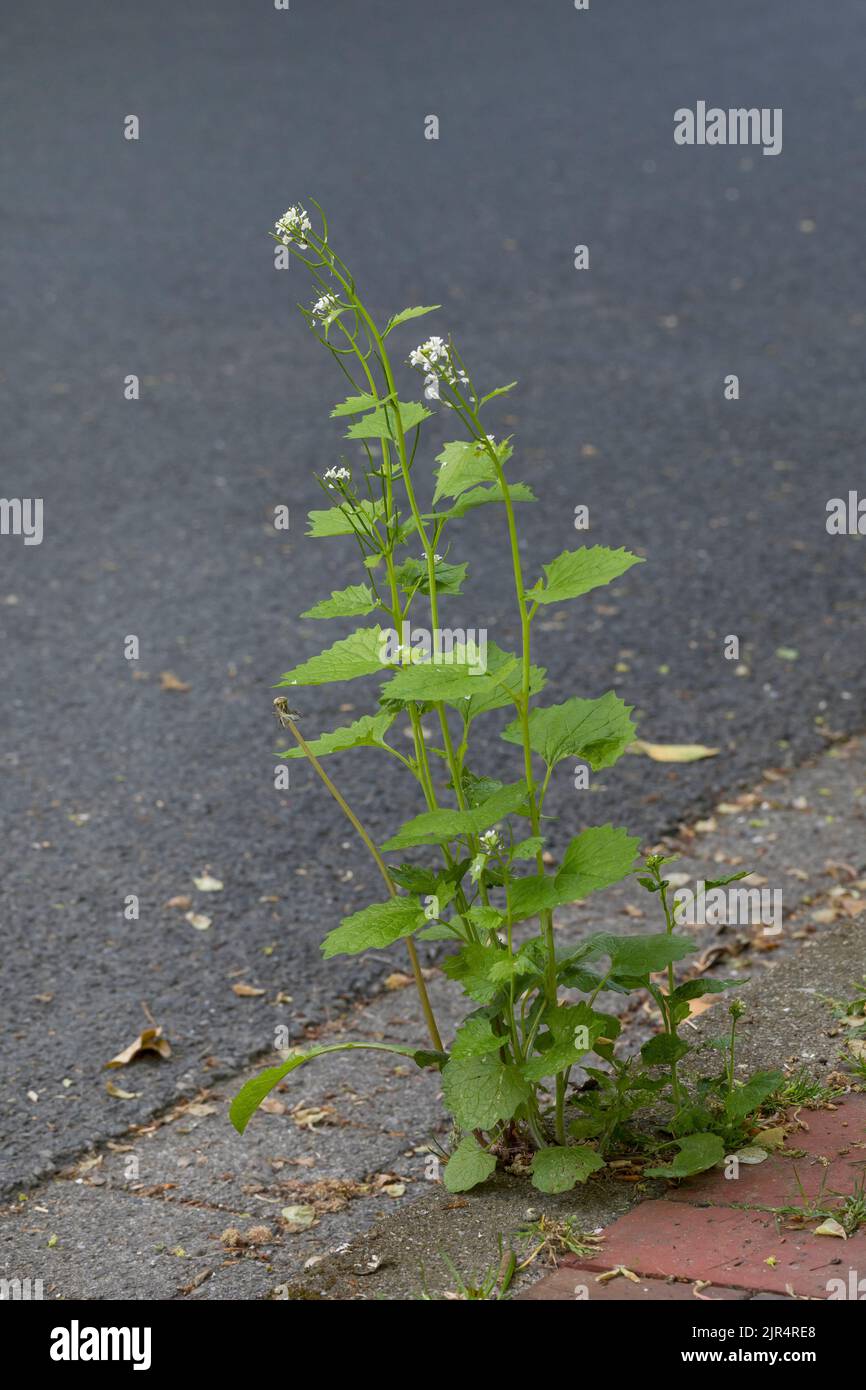 La senape all'aglio, l'aglio dell'orlo, Jack-by-the-Hedge (Alliaria petiolata), cresce in un vuoto di pavimentazione, in Germania Foto Stock