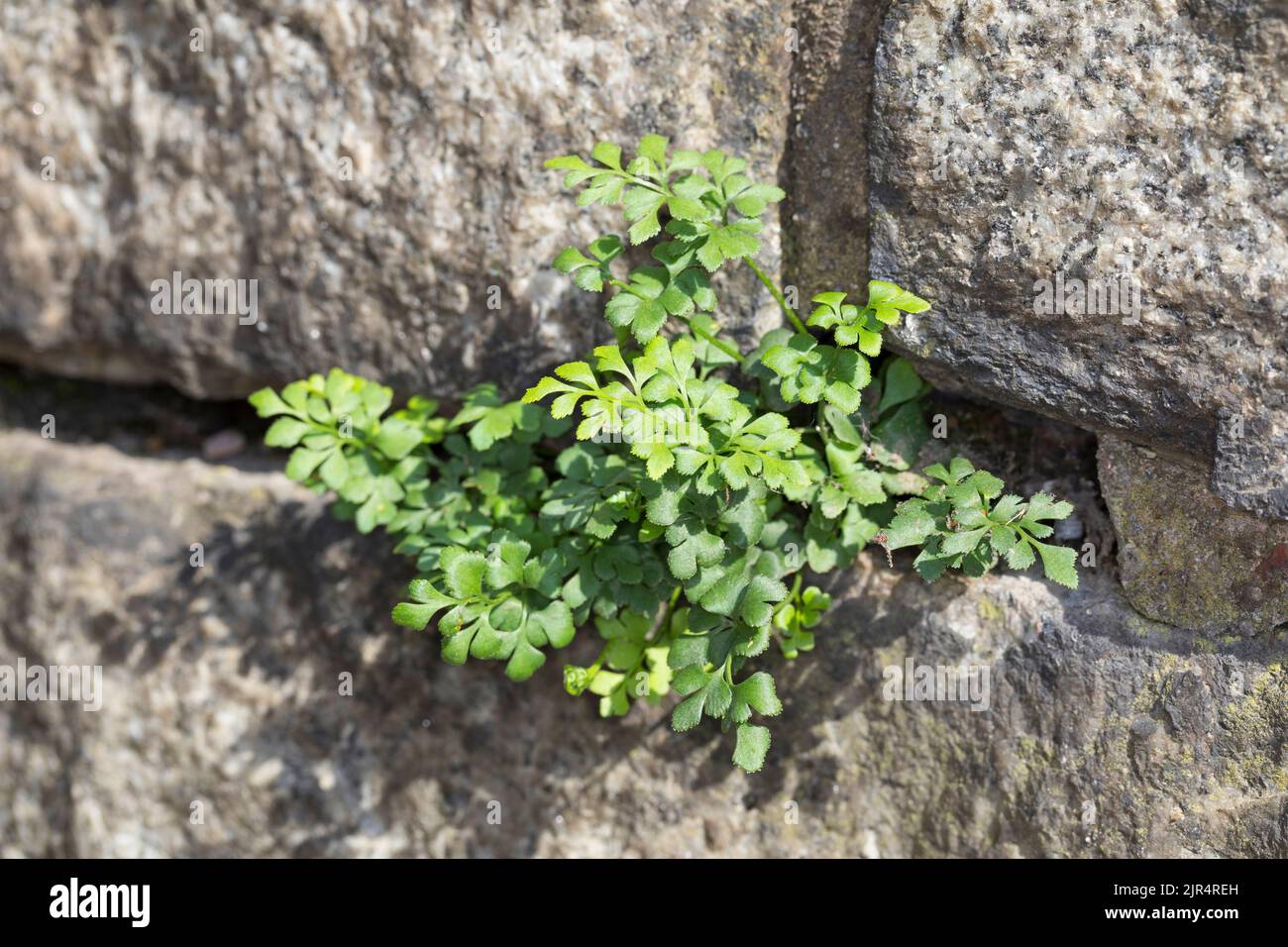 Wallrue spleenwort (Asplenium ruta-muraria), negli spazi di un muro di pietra, Germania Foto Stock