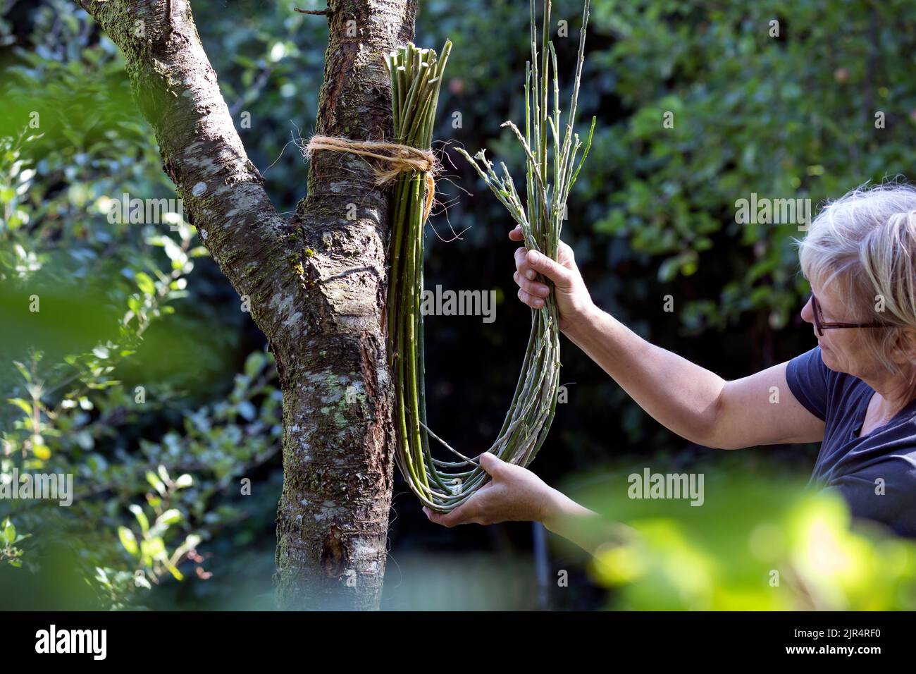 legatura di un sacchetto di nesting da ramoscelli e tendri flessibili, aiuto di nesting ad un tronco dell'albero Foto Stock