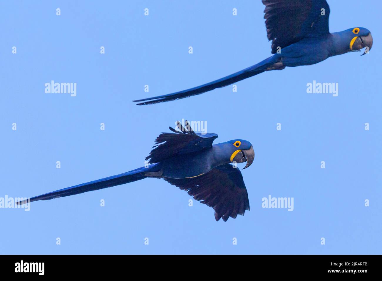 Hyacinth Macaw, Hyacinthine Macaw (Anodorhynchus hyacinthinus), due Hyacinth Macaws in volo a cielo blu, Brasile, Pantanal Foto Stock